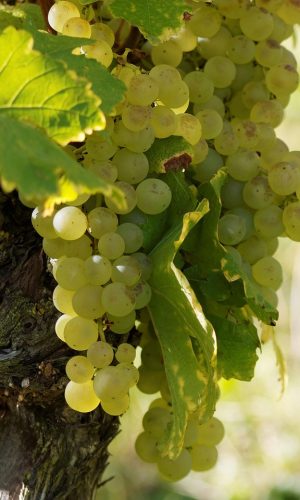 WhatsApp Image 2026-01-06 at 18.58.48